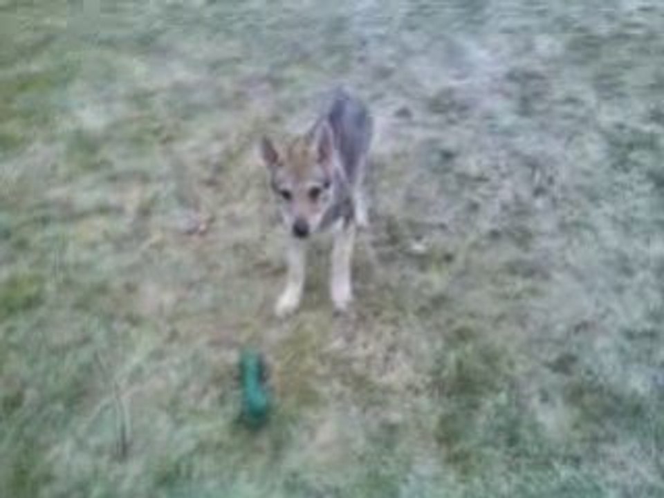 D'Ableska Zena - Chien loup tchécoslovaque