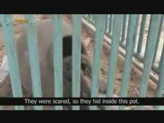 Gaza Zoo targeted during war