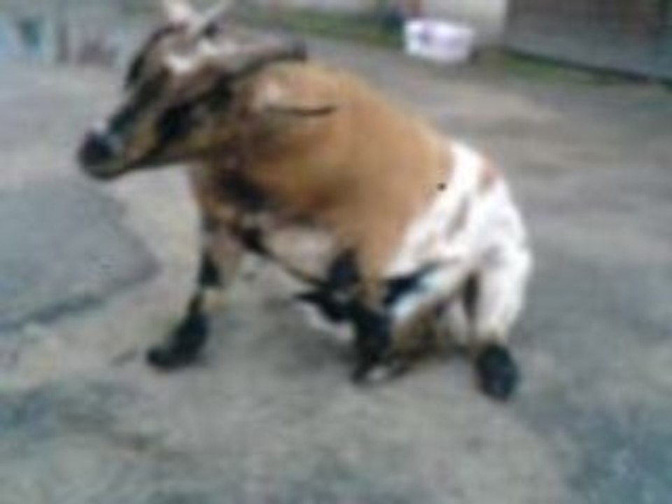 Lili la grosse bique