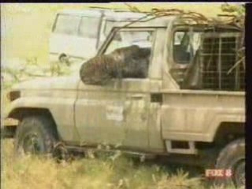 Tigre trés méchant