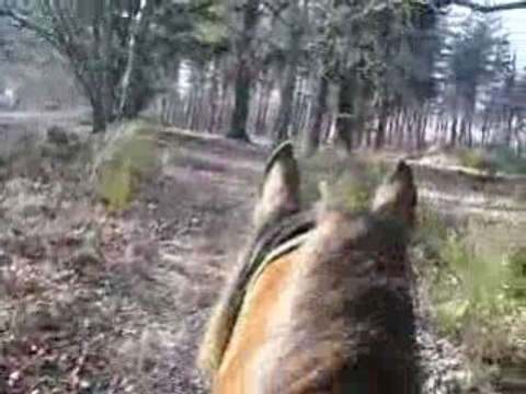 Balade dans les bois (petit galop)