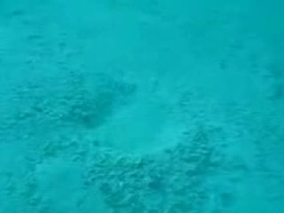 من عجائب البحر