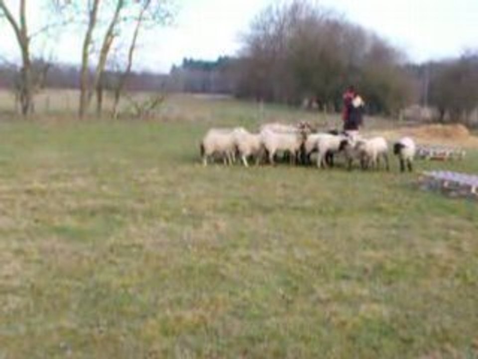 Coco aux moutons-porte ratée2