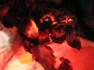 BORDER COLLIE DU FIL DU TEMPS