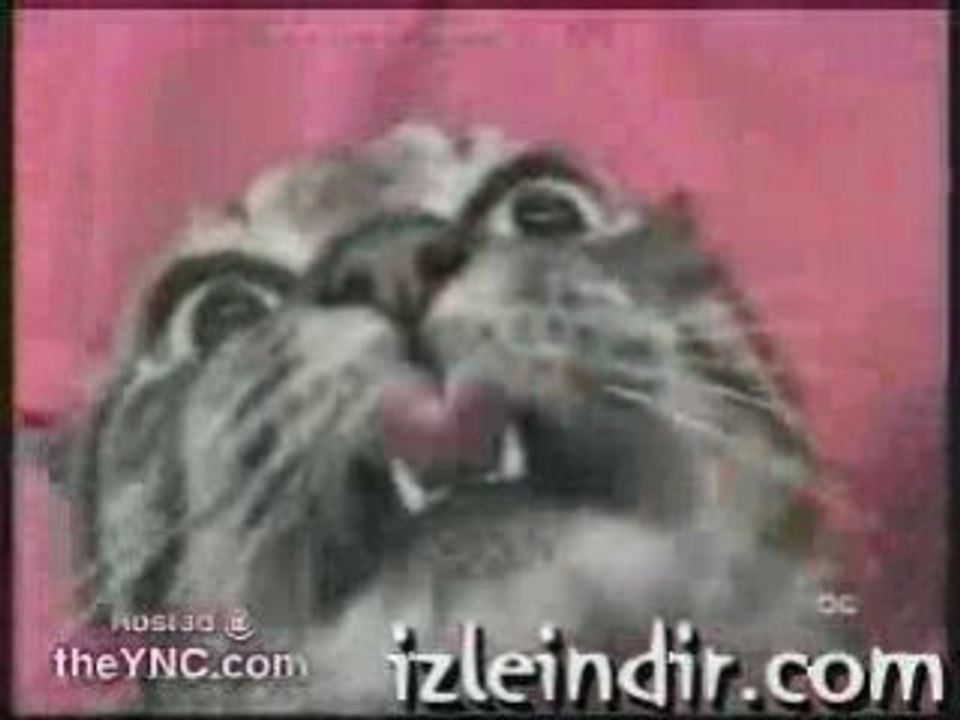 Deli Kedi
