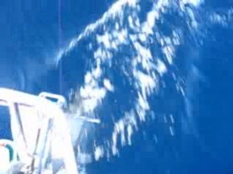 Dauphins à la proue d'Appaloosa (à louer sur locationvoilierlanguedoc.com) au milieu de la méditerranée