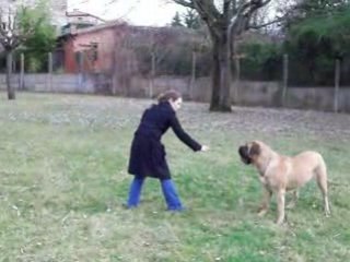 WHITITERA MASTIFFS : CIRCEE EN MOUVEMENT