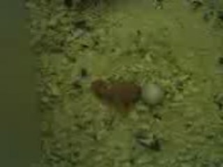 Petit oisillon (bébé perruche)