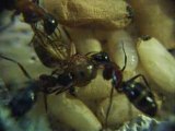 FOURMIS / naissance Camponotus ligniperdus 4