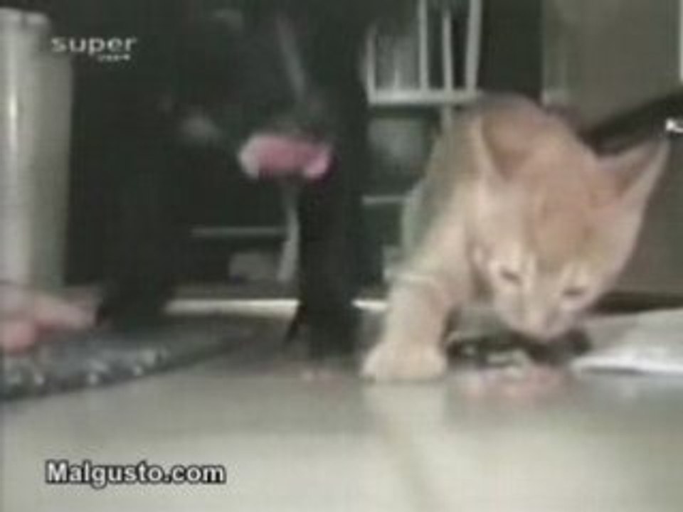 Un chat qui ne se laisse pas faire par un chien