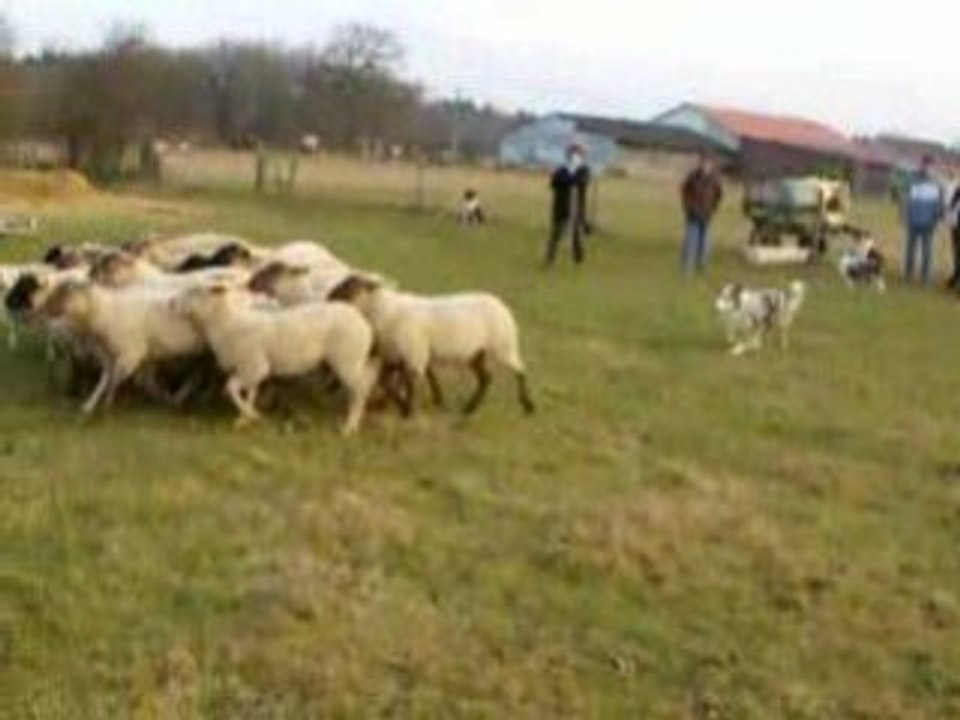 Coco aux moutons-porte presque réussie
