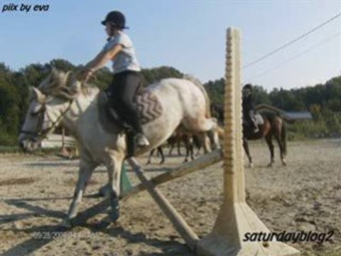 Milie la petite ponette grise