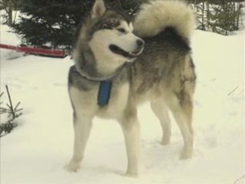 D'Ableska Zena - Chien loup tchécoslovaque 01.02.09