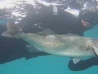 Loup 6kg 31.01.09 muvee