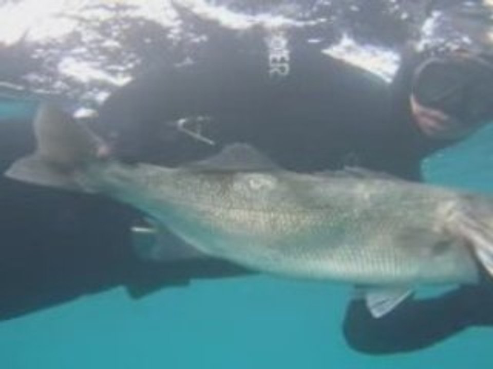 Loup 6kg 31.01.09 muvee