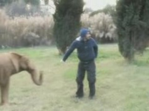 Elephant 3d motion tracking After effects tutorials