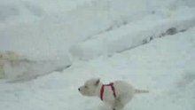 My dog Maya and a lot of snow