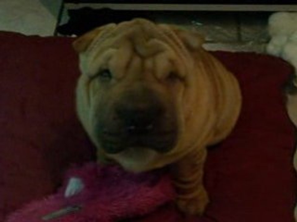 bouboule4