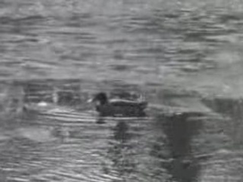 La mare aux Evées et ses canards