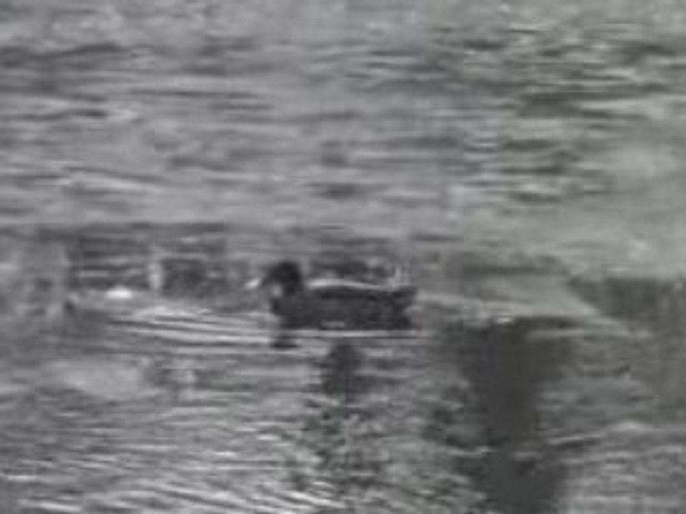 La mare aux Evées et ses canards