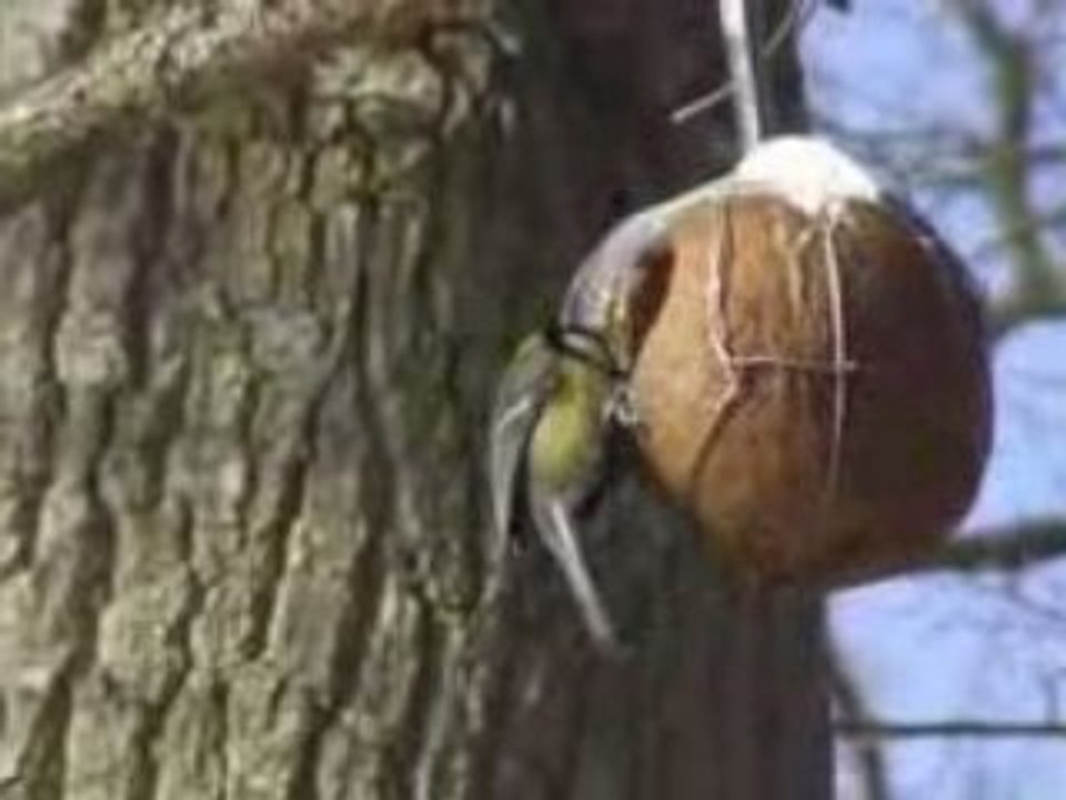 La mare aux Evées : le bal des mésanges