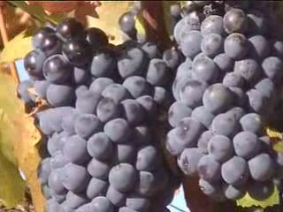 Château Vignelaure et Château Revelette