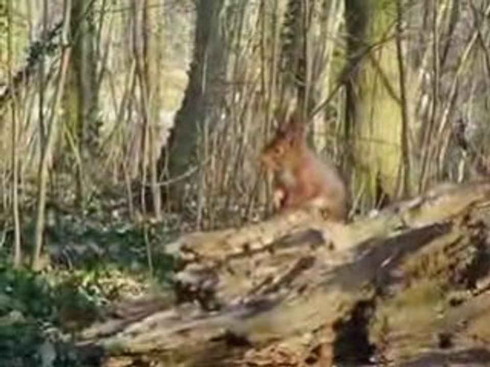Les écureuils du Parc de Sceaux