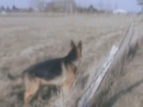 Dayak le 1er février 2009