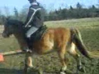 Pilou taf trot cede