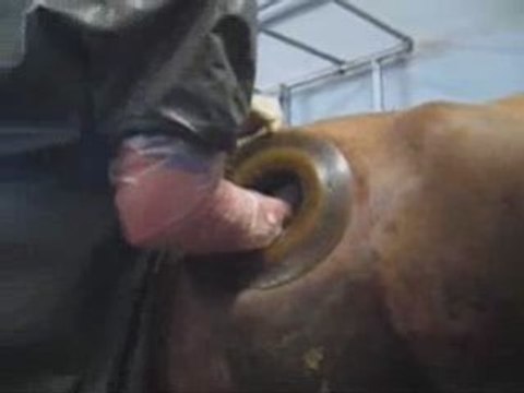 Vaches fistulées = Vaches à hublots