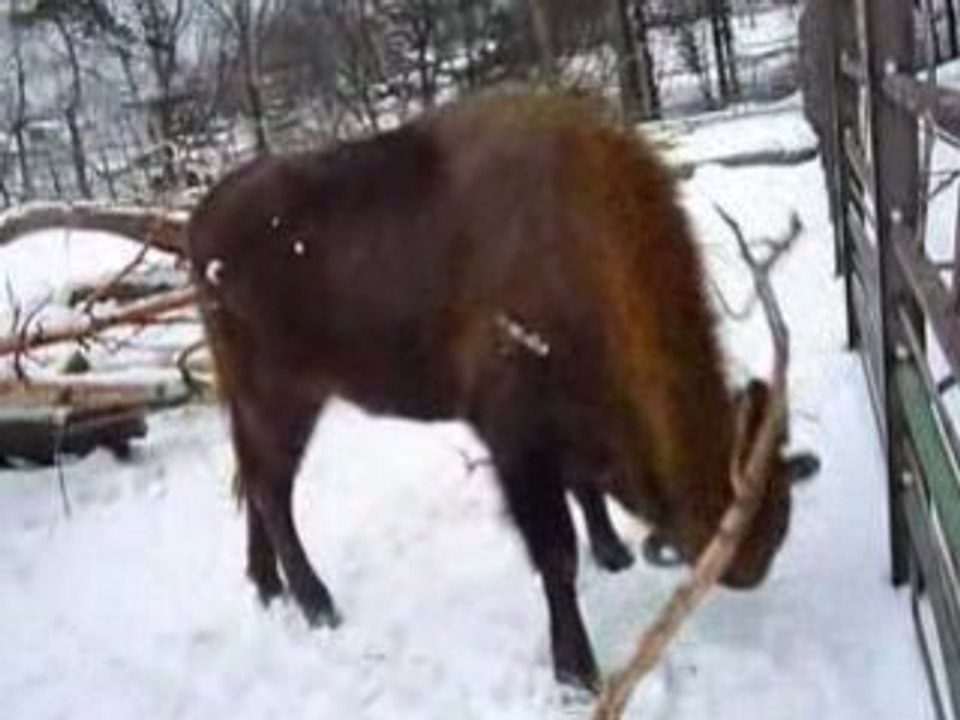 Bison du zoo de Korkeasaari