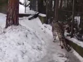 Panthere Korkeasaari