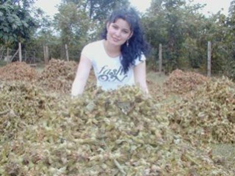 Erkan Ocakli - Findik Güzeli