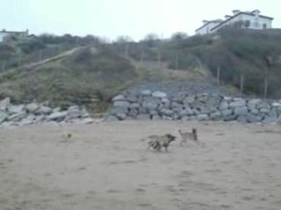 ouah ouah a la plage