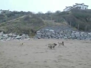 ouah ouah a la plage