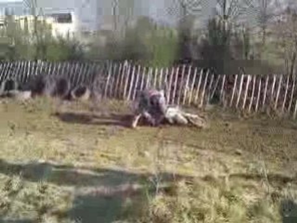 mayenne3 01/02/09