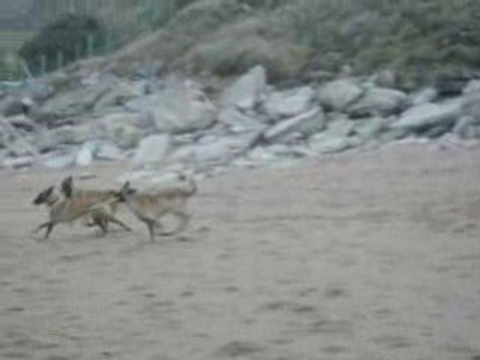 ouah ouah a la plage 2