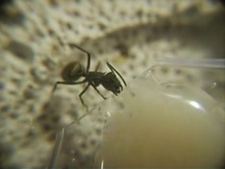 FOURMIS / POLYRHACHIS DIVES a l'abreuvoir