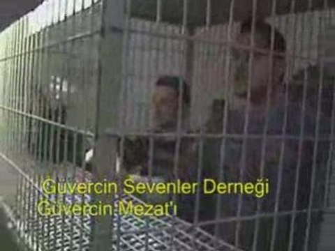 Güvercin İhalesi Mezatı Gönen Nail Çınarcık 5422045756