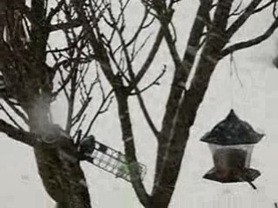 Tempête de neige du 2 février 2009 au matin
