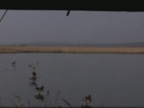 Vidéo chasse de nuit étang de vendres 29.01.09