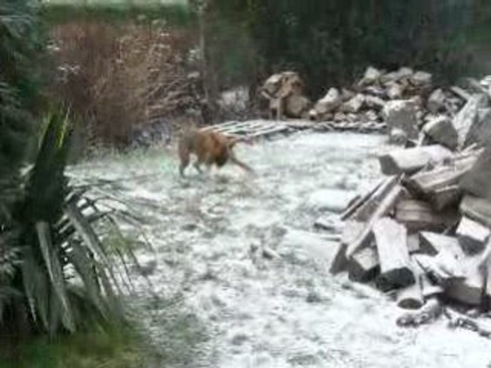 P1010875 baboune sous la neige 2février