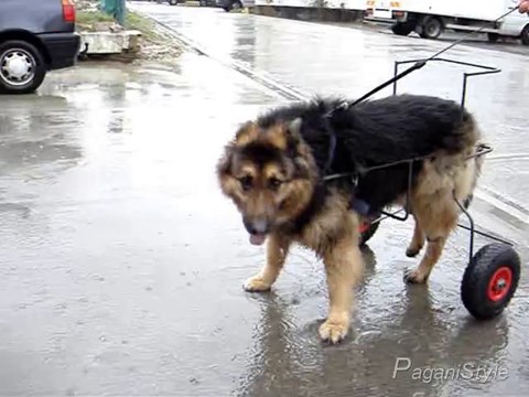 berger allemand handicapé