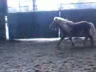 Furio La Criiniere dans le vent