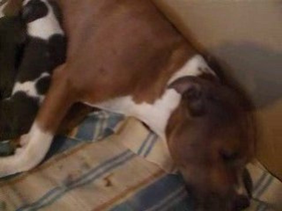 Video bulle bb