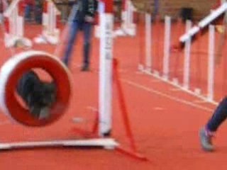 agility Tiféne B P aire sur la lys open