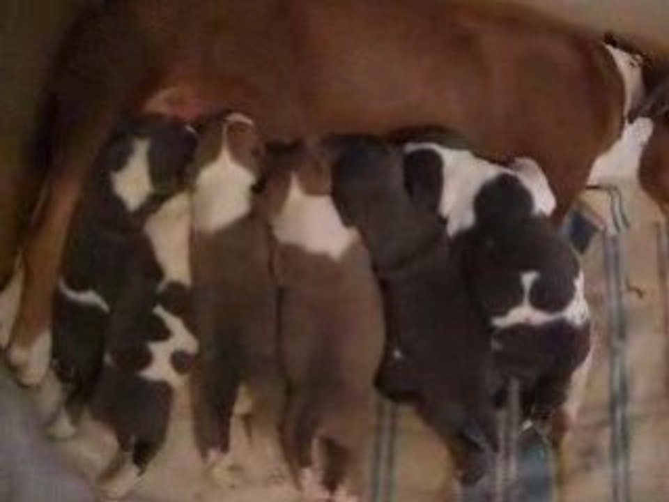 Video bulle bb 024