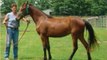 Quality Tennessee Walkers for Sale - buckskins & blue roans!