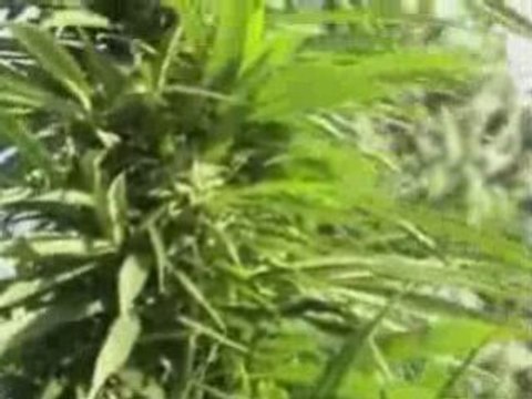 Timide et sans complexe wicked(cannabis,ganja)ragga rap,