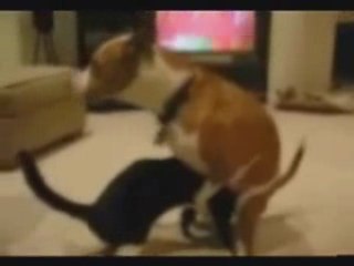 Dirty Dog, Poor Kitty